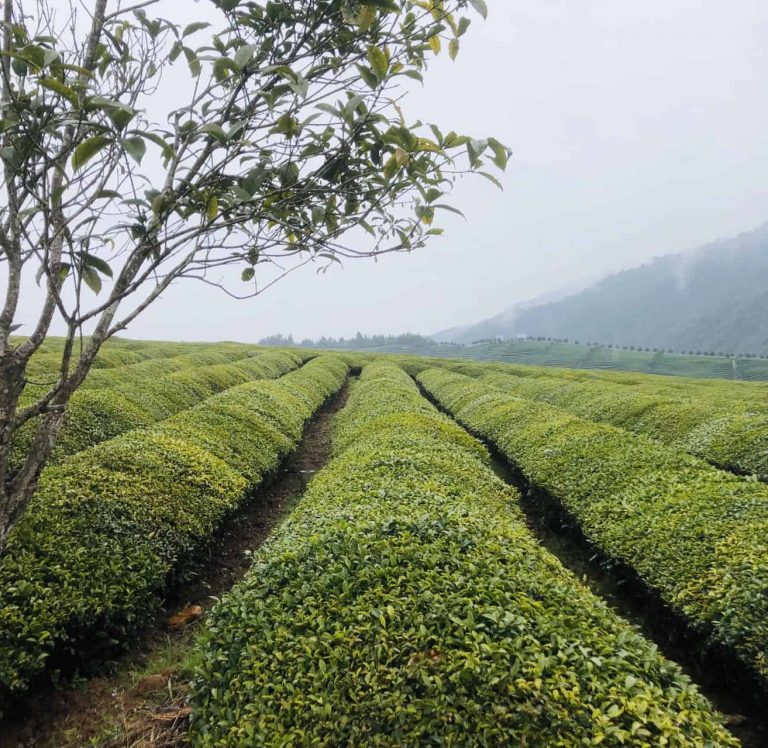 Tea Garden 1